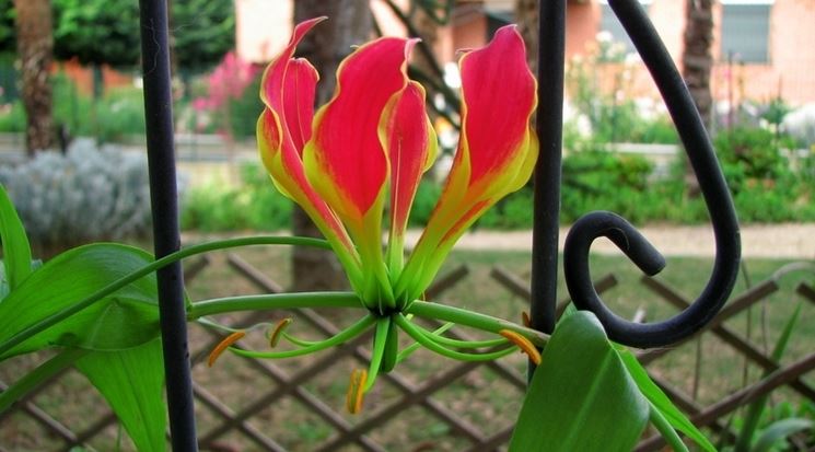 Gloriosa 