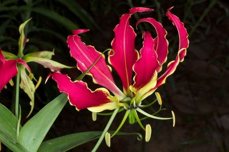 Gloriosa 