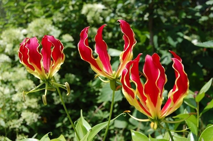 Gloriosa 