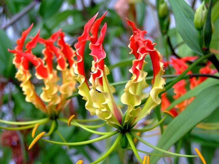 fiori giglio rampicante