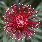 grevillea