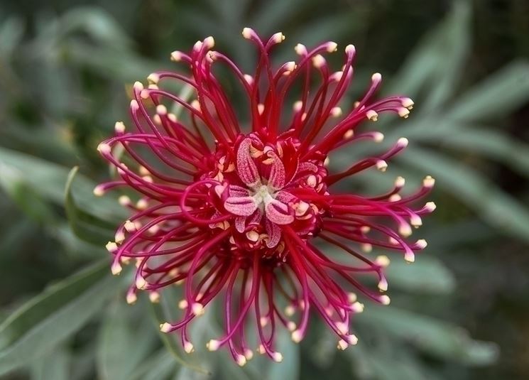 grevillea