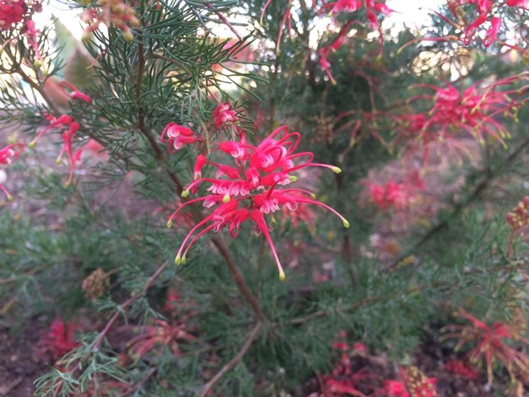 grevillea filoloba