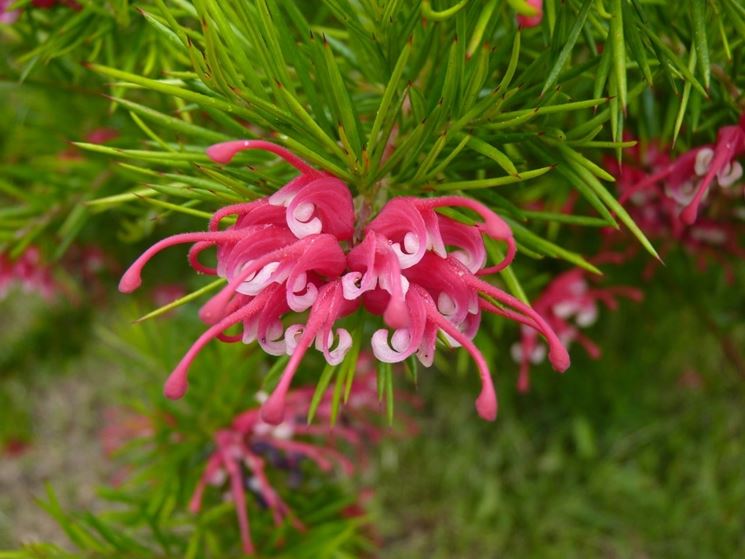 grevillea gracilis