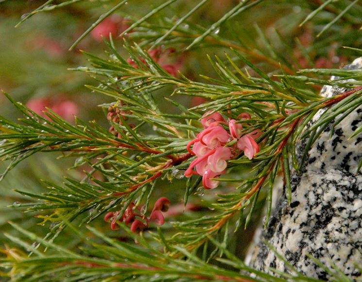 pianta grevillea