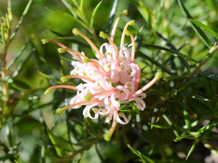 grevillea juniperina