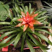 Guzmania lingulata