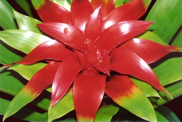 Guzmania lingulata ibrida