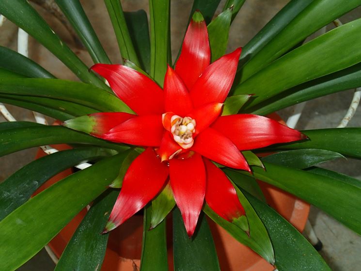 guzmania lingulata fiore