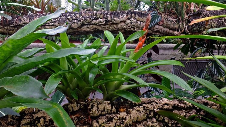 Guzmania aberteroana