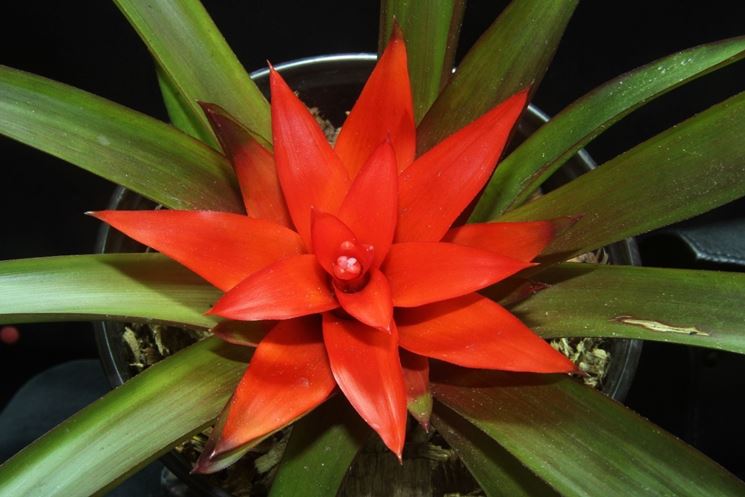 fiore Guzmania lingulata