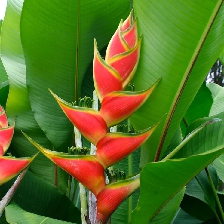 Heliconia 