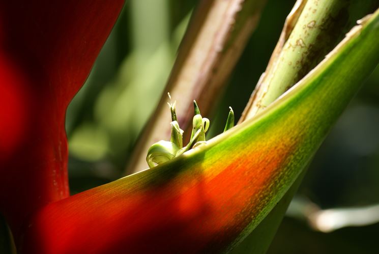 heliconia