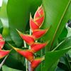 Heliconia 