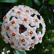 hoya fiori