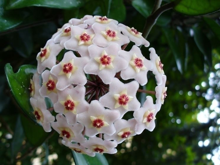 hoya fiori