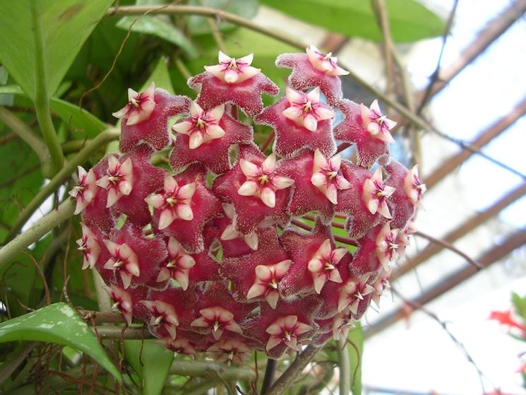 hoya - Fiore di porcellana