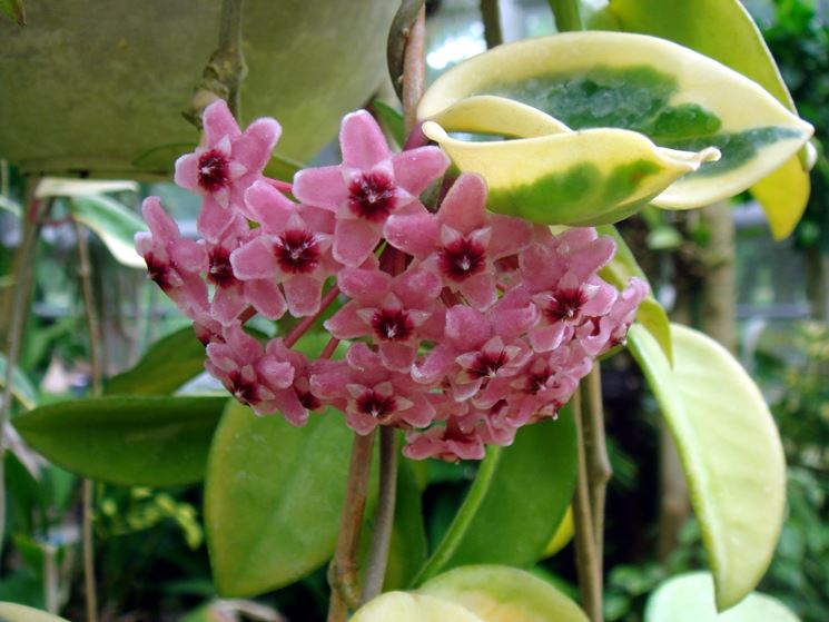 hoya carnosa