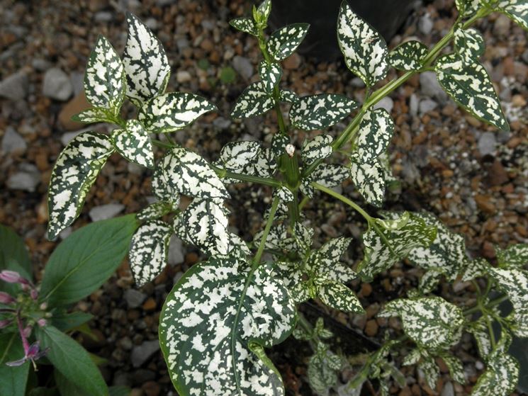 Hypoestes phyllostachya bianco