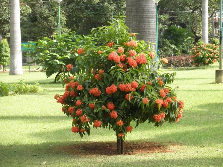 Ixora 