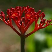 Jatropha 