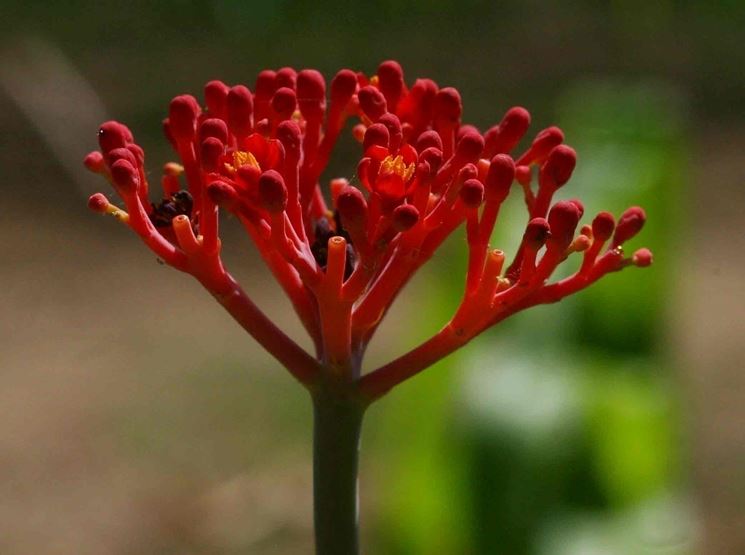 Jatropha 