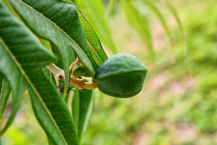 Jatropha