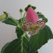 Kohleria 