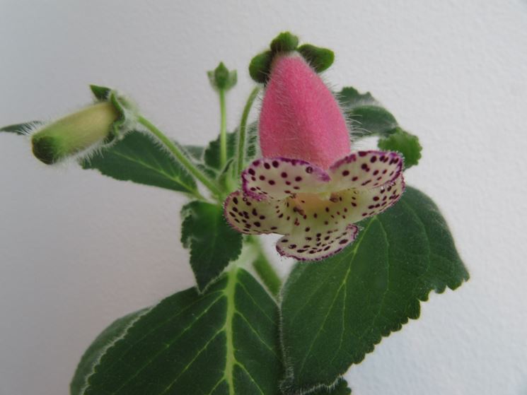 Kohleria 