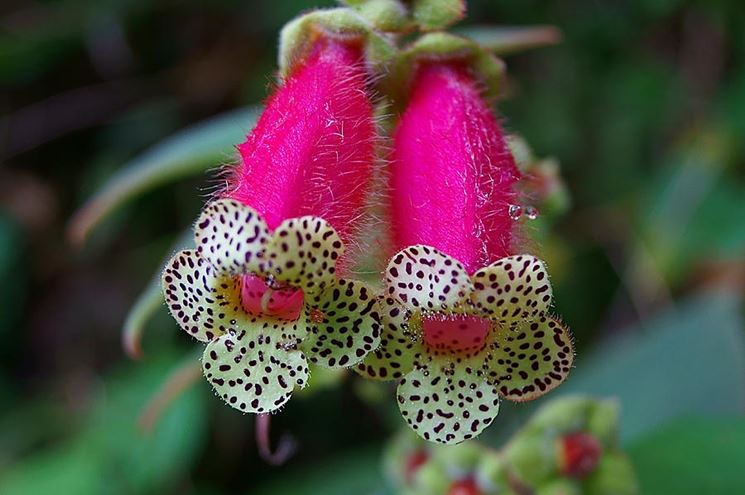 Kohleria fiori