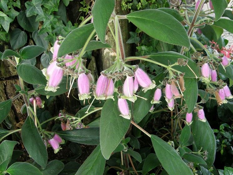 pianta kohleria