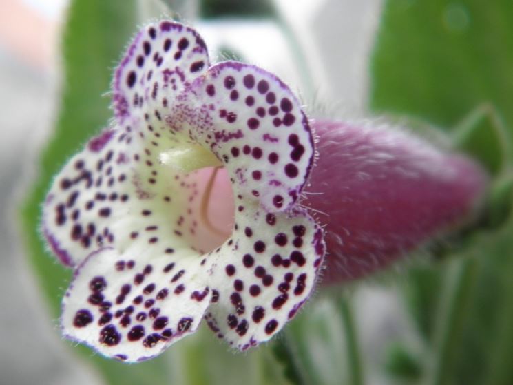 fiore kohleria