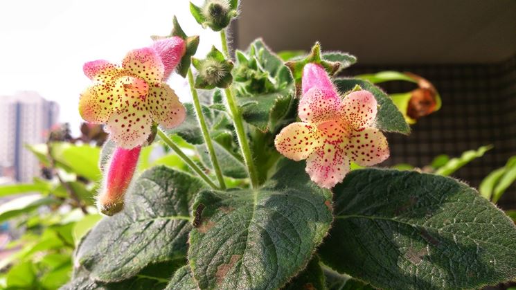 kohleria pianta