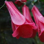 Lapageria rosea 