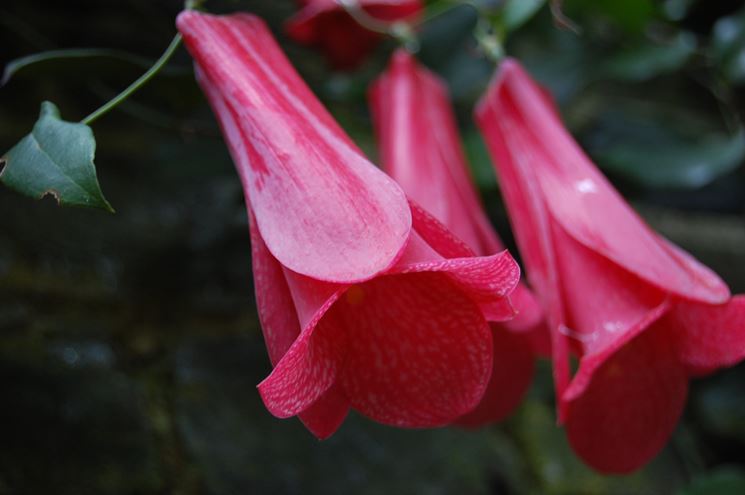 Lapageria rosea 