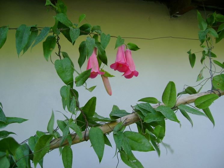 Lapageria rosea 