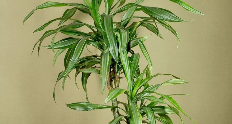 dracaena sanderiana