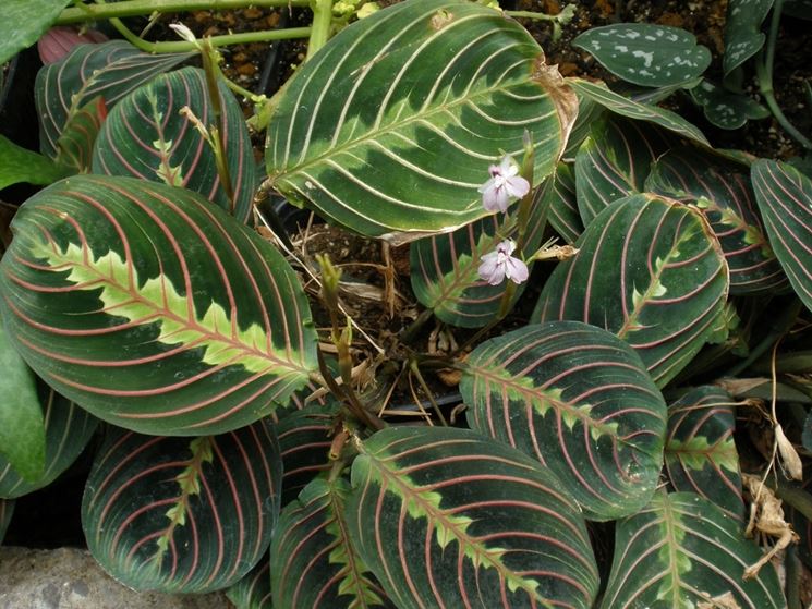 Maranta leuconeura