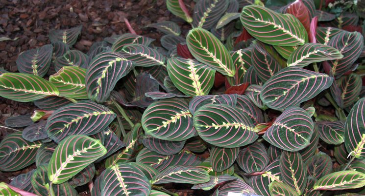 Maranta foglie