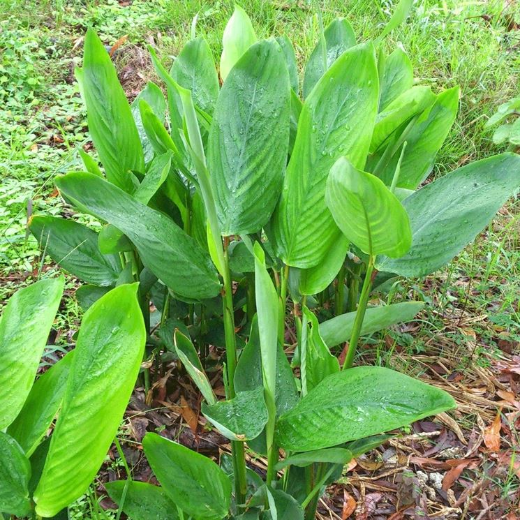 Maranta arundinacea