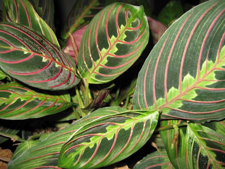 Maranta Leuconeura pianta