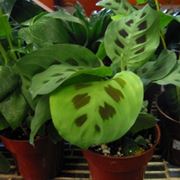 maranta