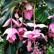 medinilla