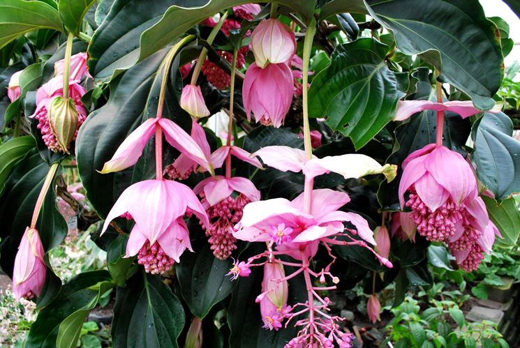 MEDINILLA MAGNIFICA VASO 17CM DA INTERNO ROSA SCURO