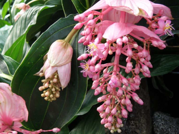 pianta medinilla