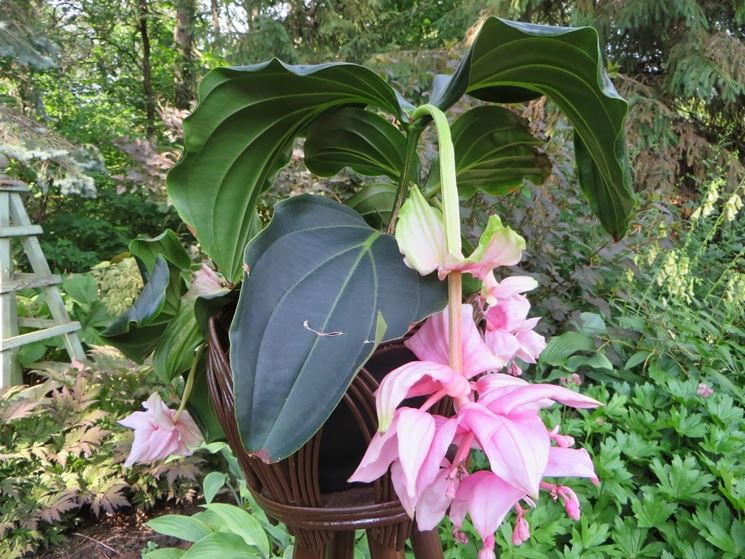 medinilla magnifica