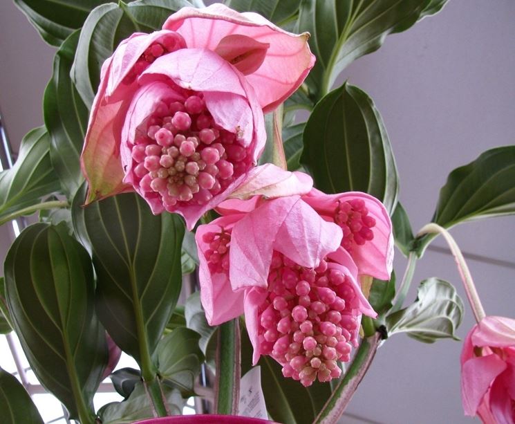 medinilla