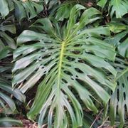 monstera pianta