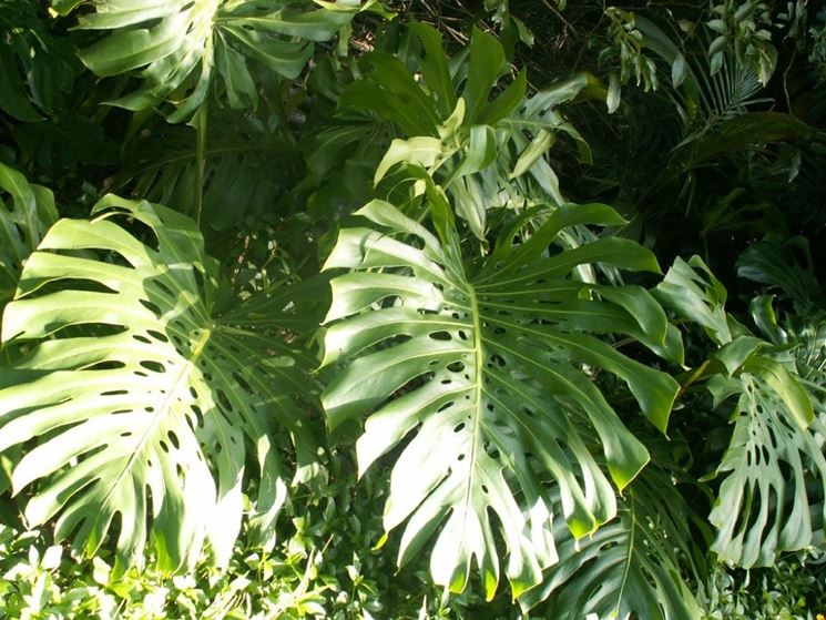 foglie <em>monstera</em> 