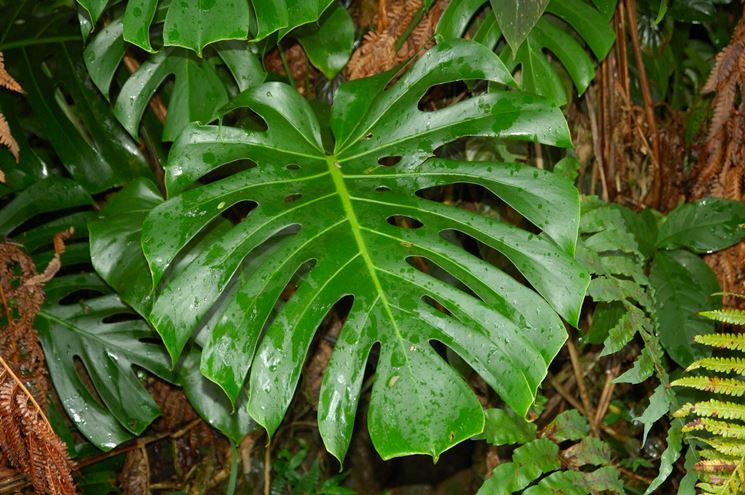 monstera pianta